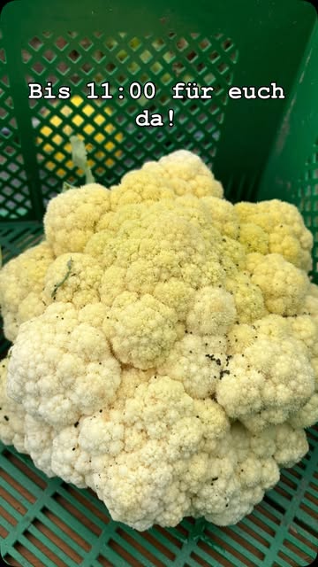 Frisch geernteter Karfiol in einer Marktkiste