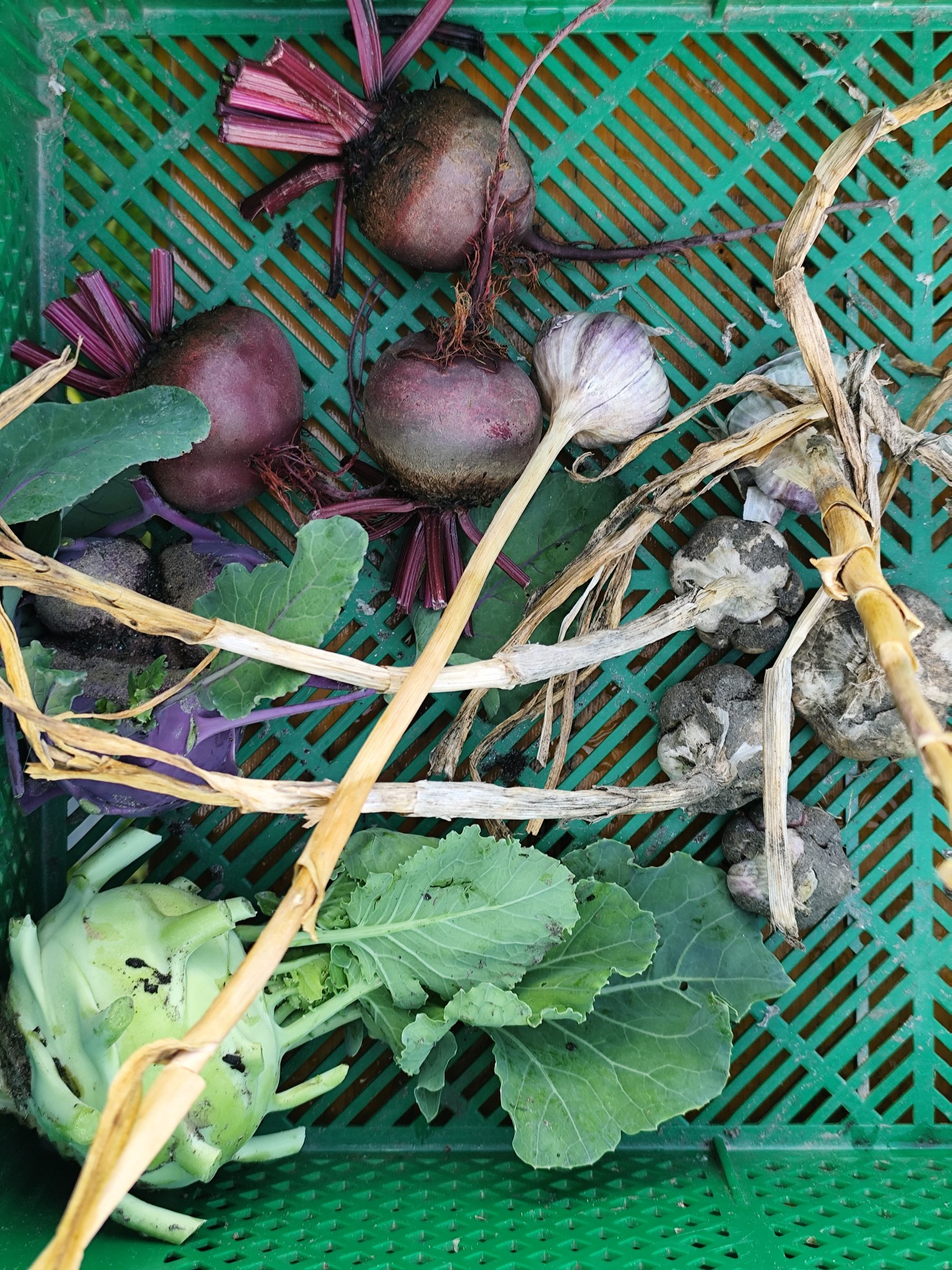 Frisch geerntete rote Rüben und Blattgemüse